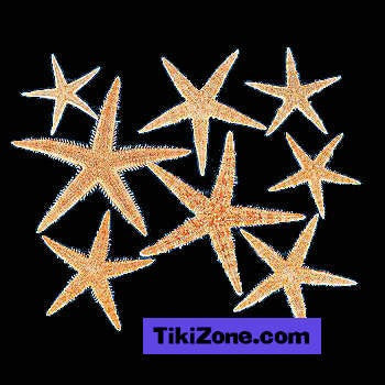 Genuine Starfish Assortment (30)